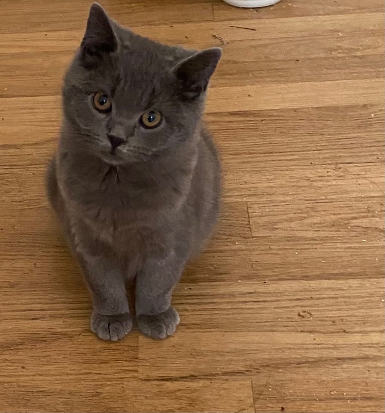 image for British shorthair kitten