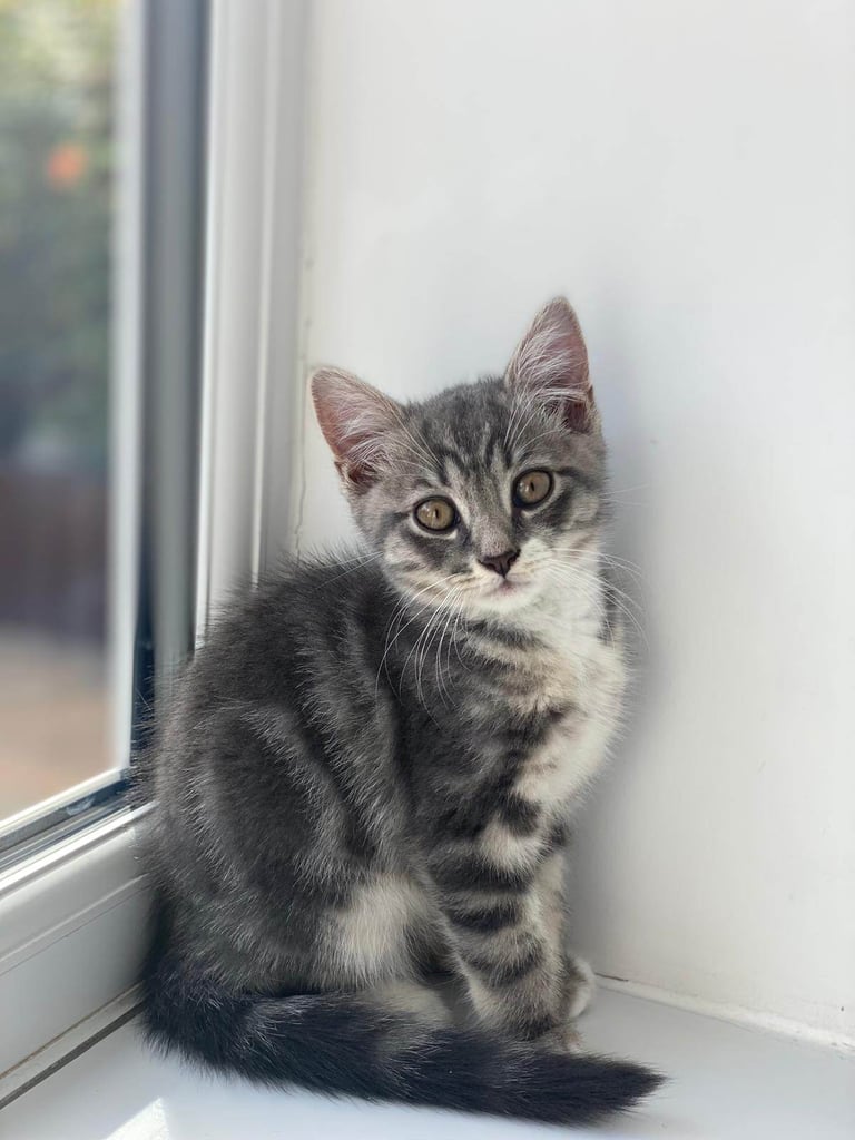 Kitten for sale