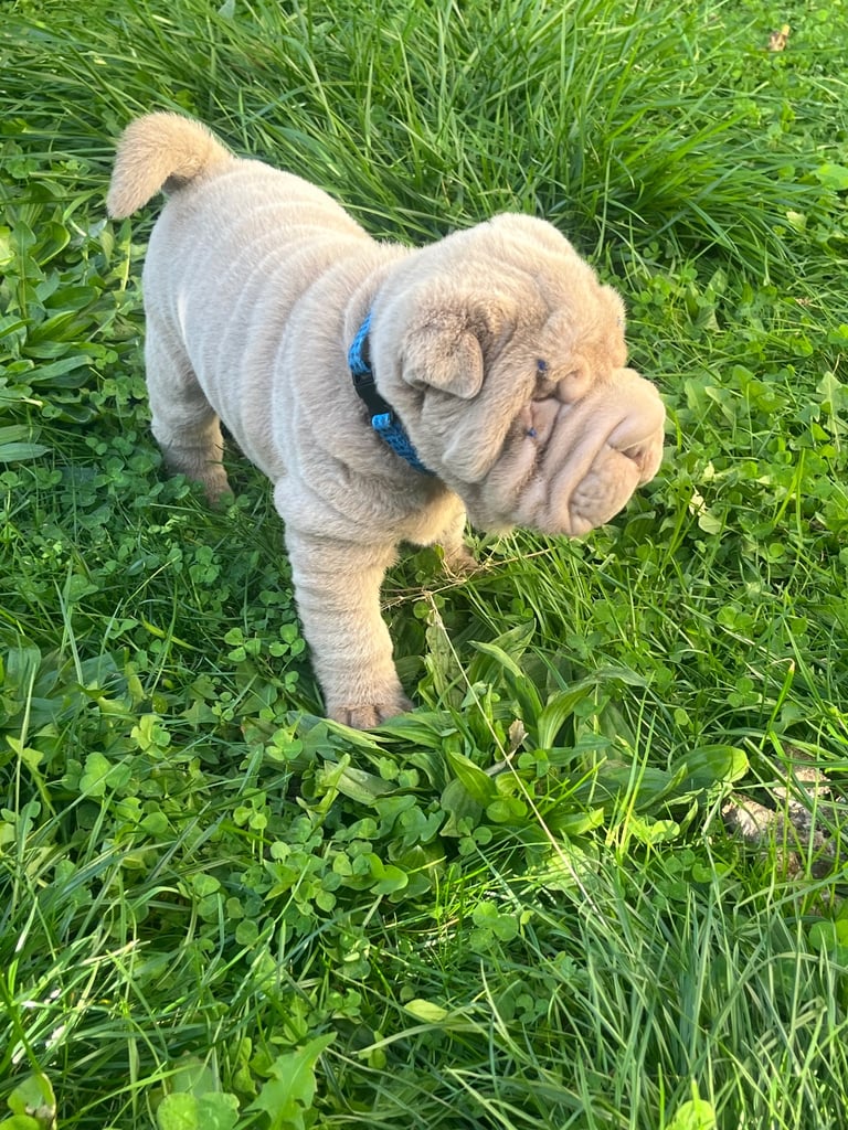Shar pie puppy’s 