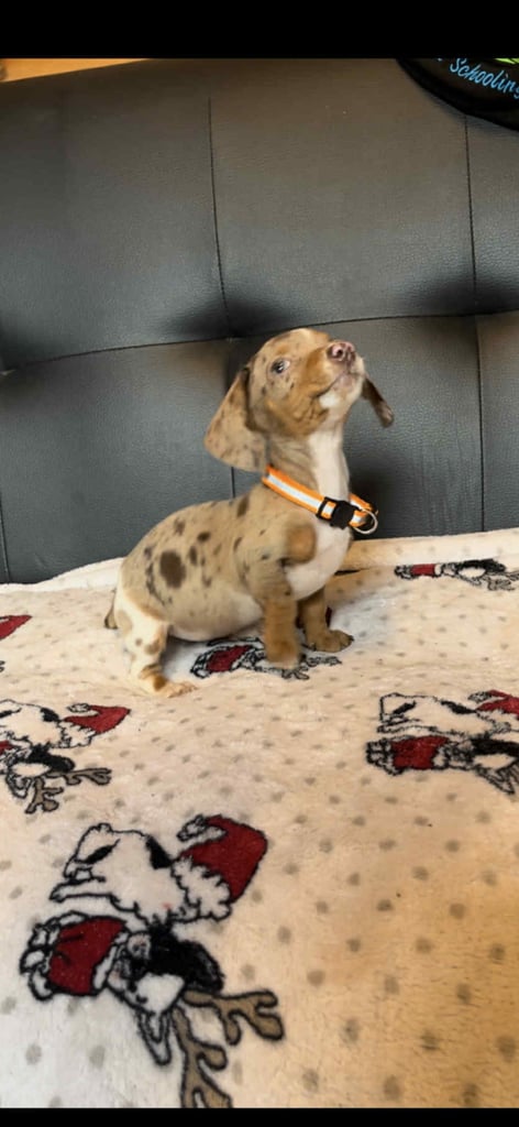 Stunning miniature Dachshund puppies 