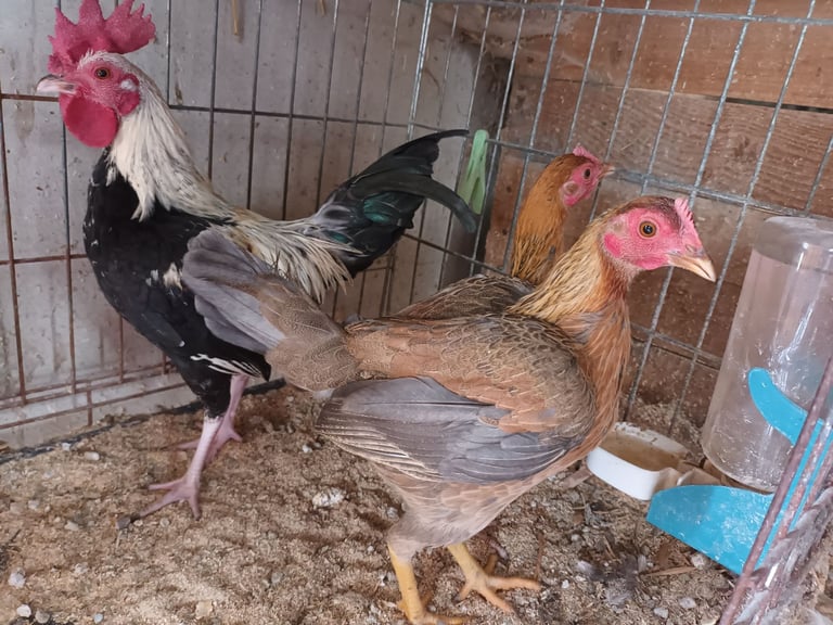 Pullets for sale chickens poultry hens coops arks