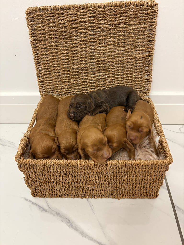 adorable KC registered cocker spaniel puppies 