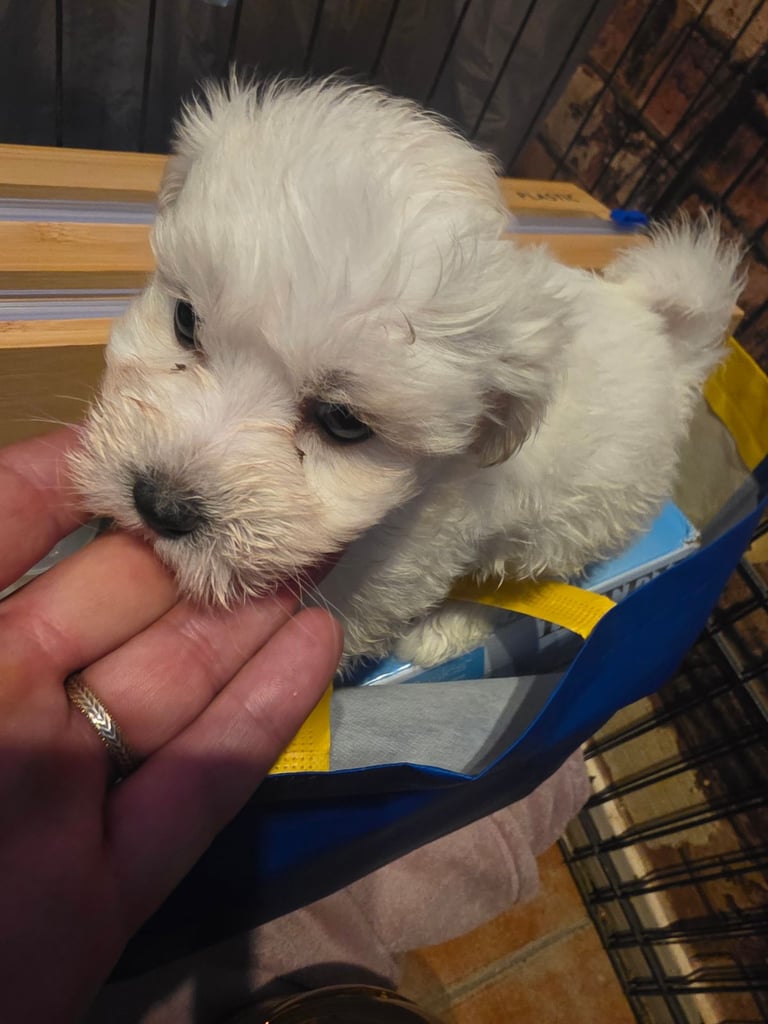 Puppy Maltese 8 weeks old ready to go now!