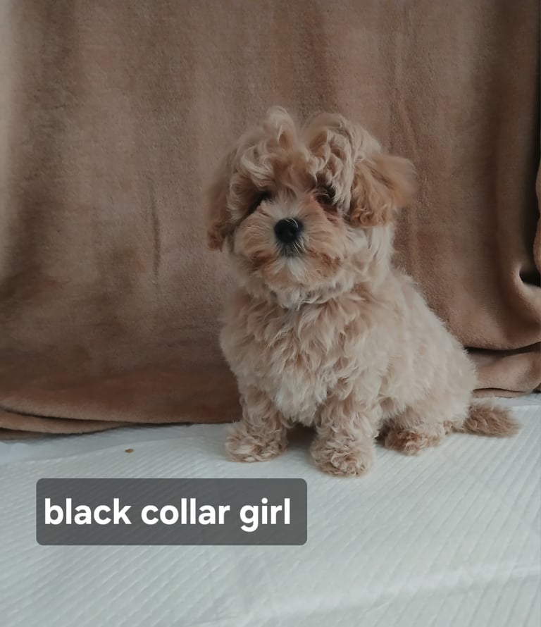 Stunning maltipoo pups 