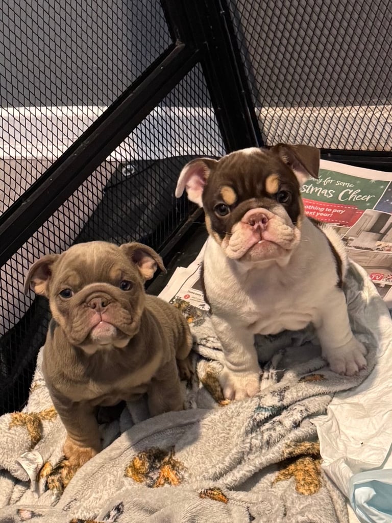English bulldog puppy's 2 girls 