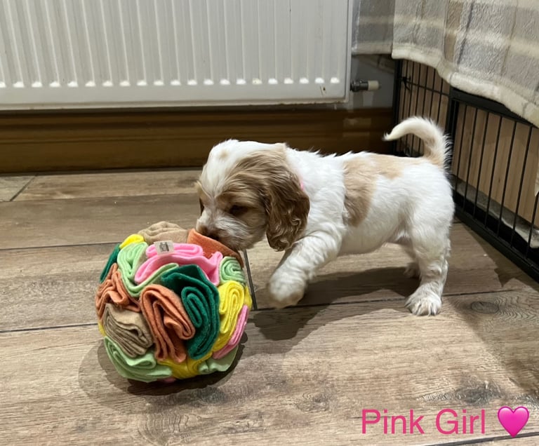 ✨ 1 GIRL LEFT - SHOW COCKER SPANIEL ✨
