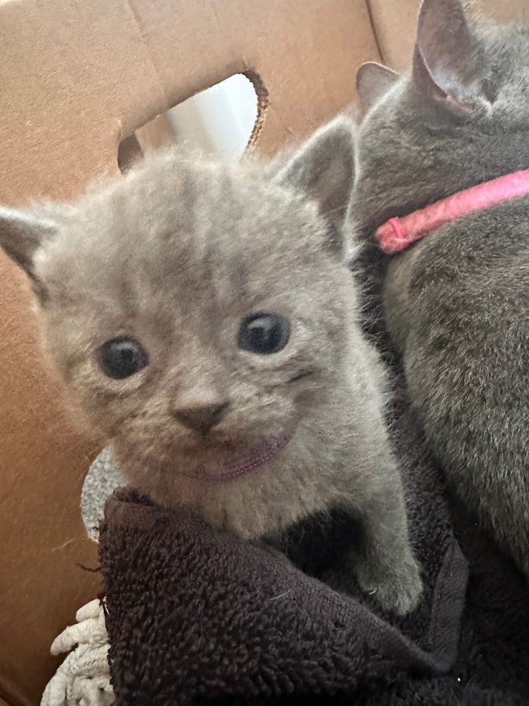 British blue kittens