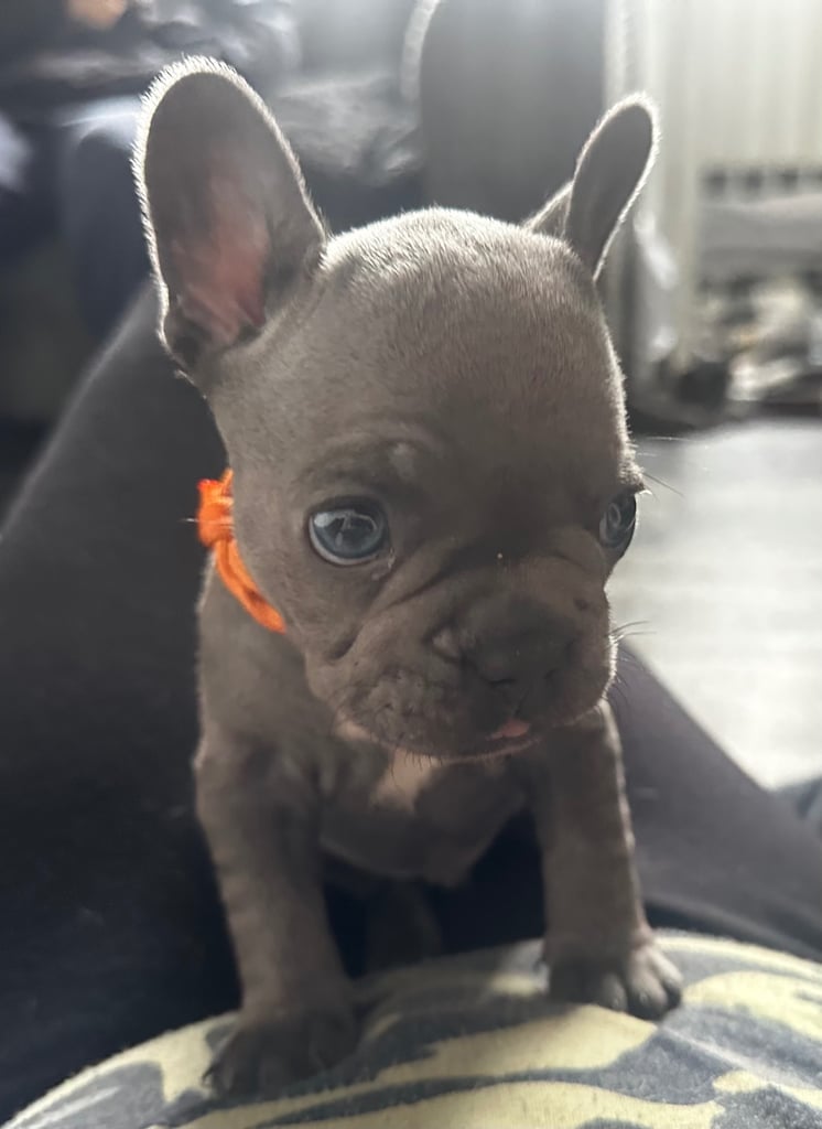 image for French bulldog pups ready 27/10/26