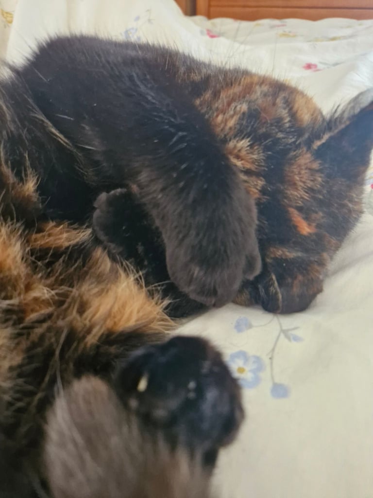 BEAUTIFUL TORTY SAGE 