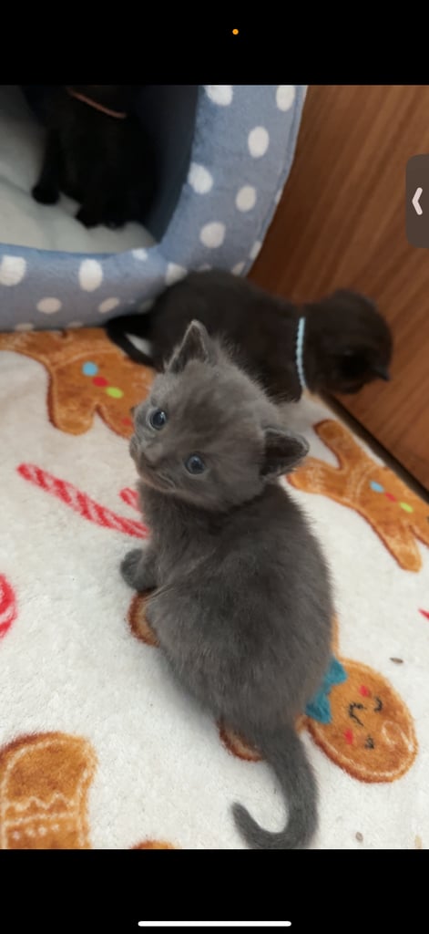 image for Kittens for sale 