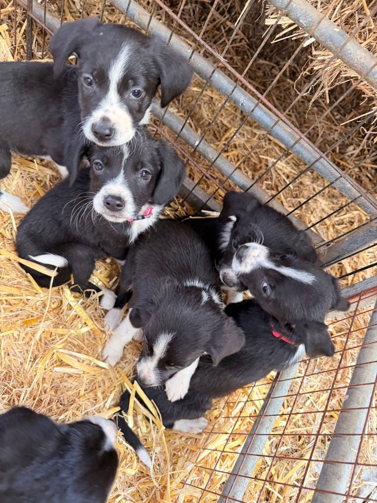 Collie x spaniel puppies