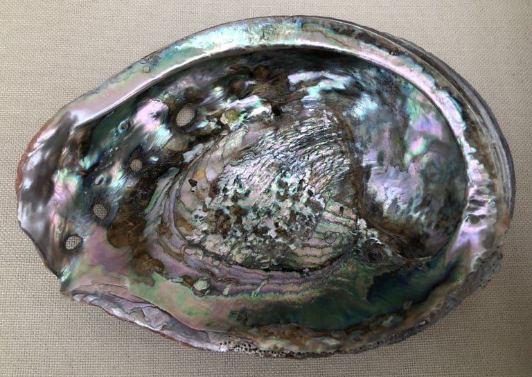 Large Abalone (?) shell ONO