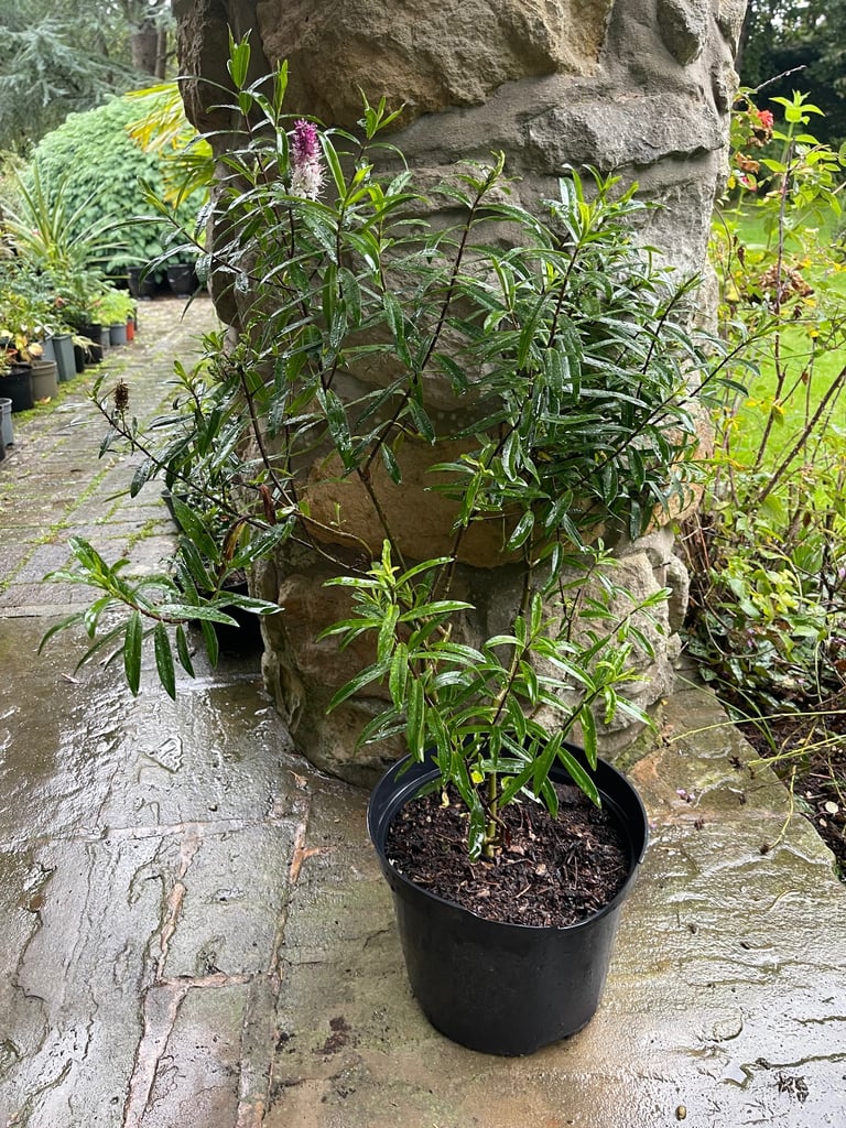 Hebe plant. £10 Collect Fulham