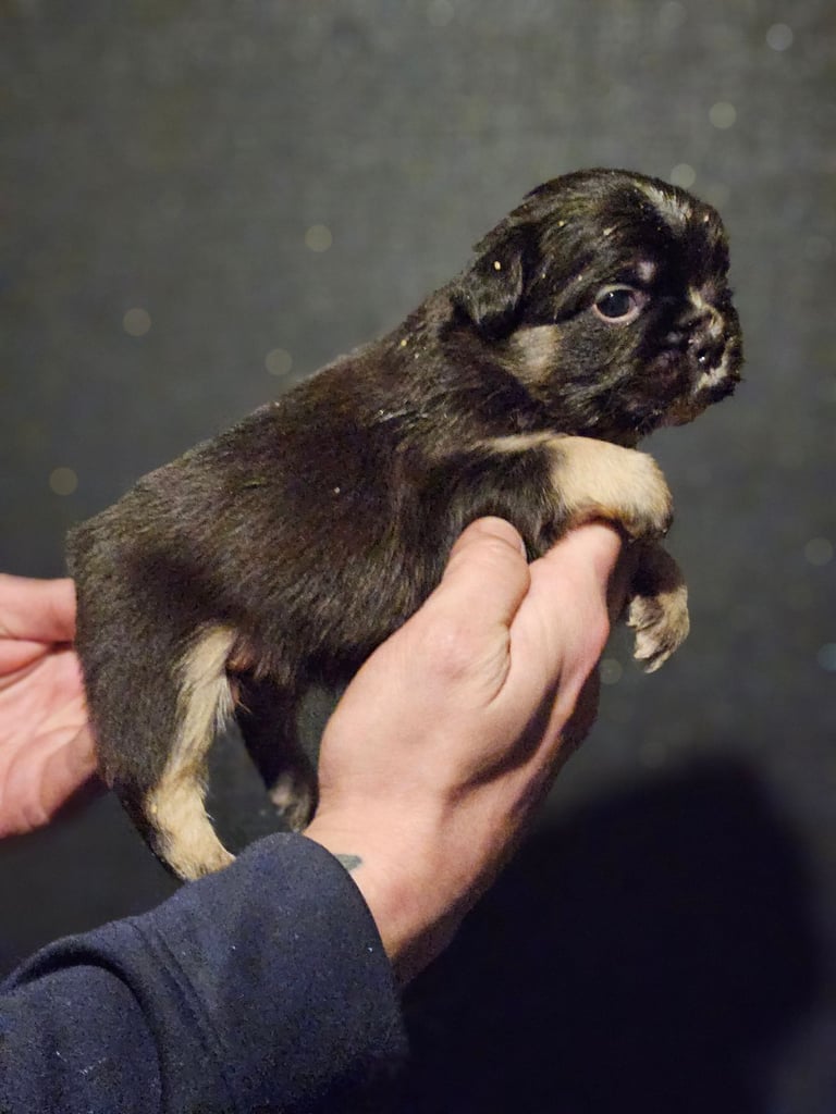 8 beautiful fluffy frenchies 