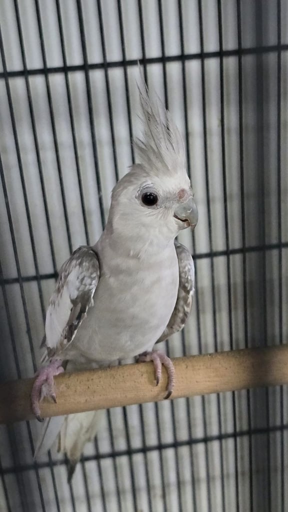image for Cockatiel