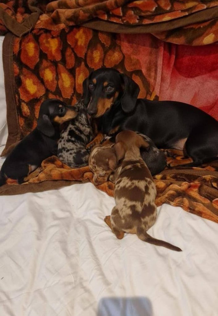 image for Dachshund puppies 