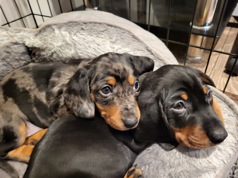 image for Miniature Dachshund puppies. One girl and a boy left