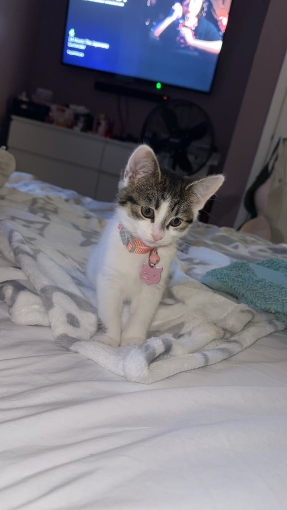 5 month old female kitten