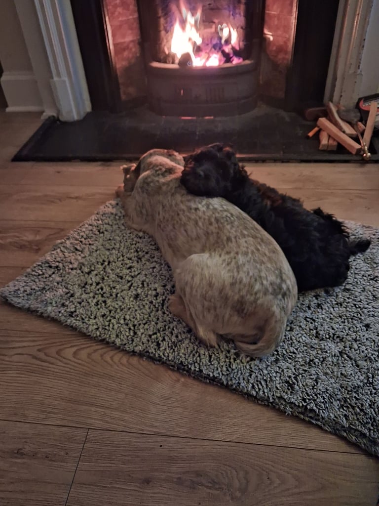 Gorgeous Cock-a-tzu girl