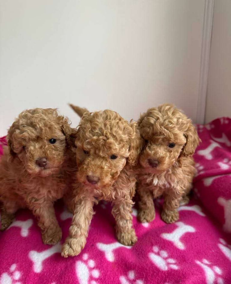 Poodle puppies looking for new homes 