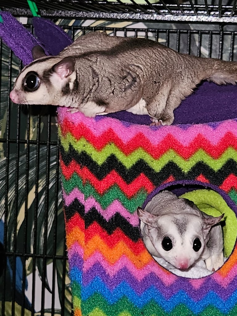 Sugar gliders