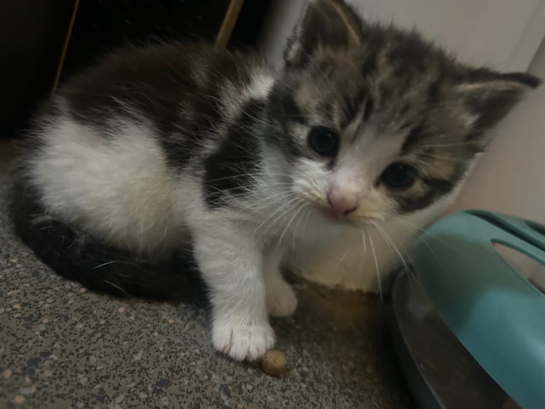 image for 1 Boy tabby kitten 