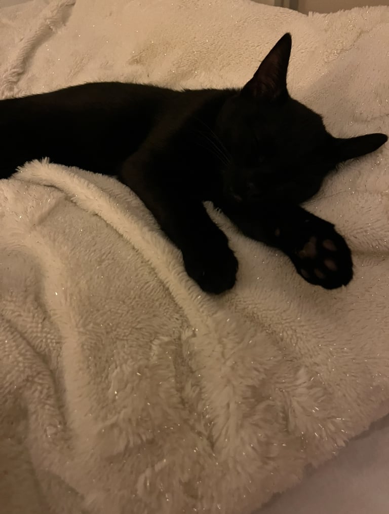 2 beautiful baby boy kittens 💕