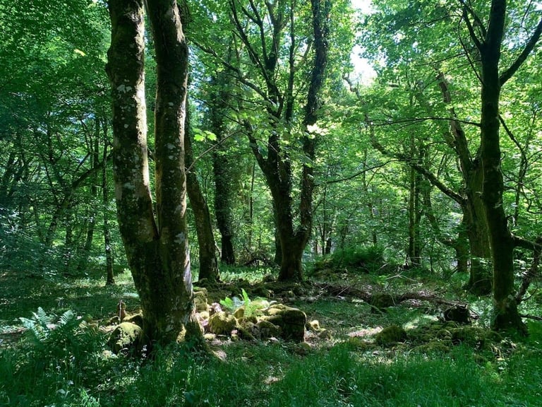🌿 Holiday Rental, Coral Cabin, Swift Loire 3-Bed Static – Kippford Bay, Dumfries & Galloway 🌿