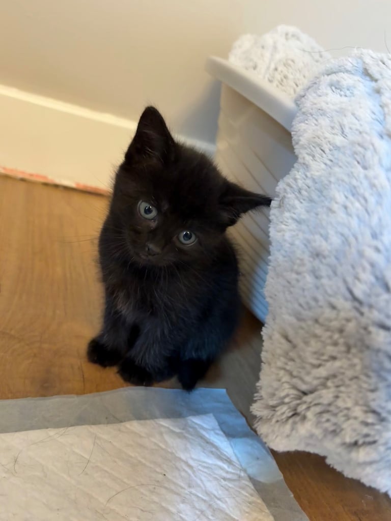 *1 girl kitten left*