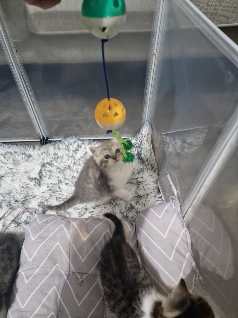 7 kittens 