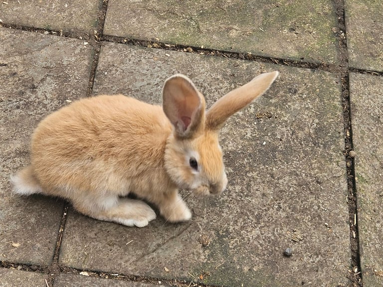 Pure giant continental rabbits