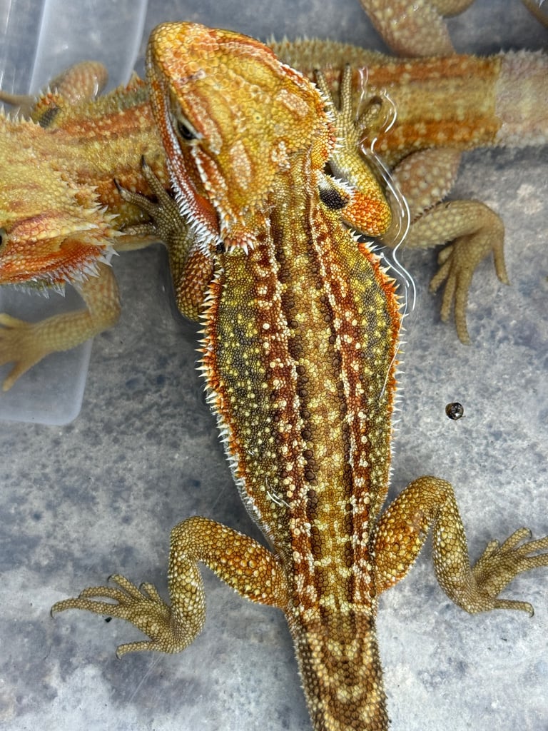 Beared Dragon , G Stirpe , Trans , Het wibilts , het zero , red monster 