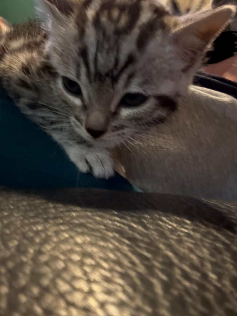 image for Female pedigree Bengal 