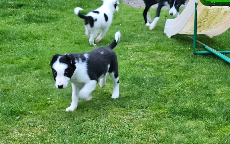 Last border collie pup from litter of 9 for sale