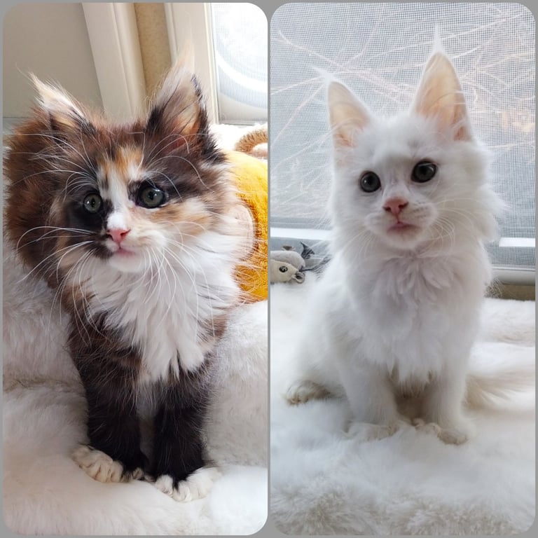 image for Stunning Maine Coon Kittens. Polydactyl. Girls. White. Tortie.