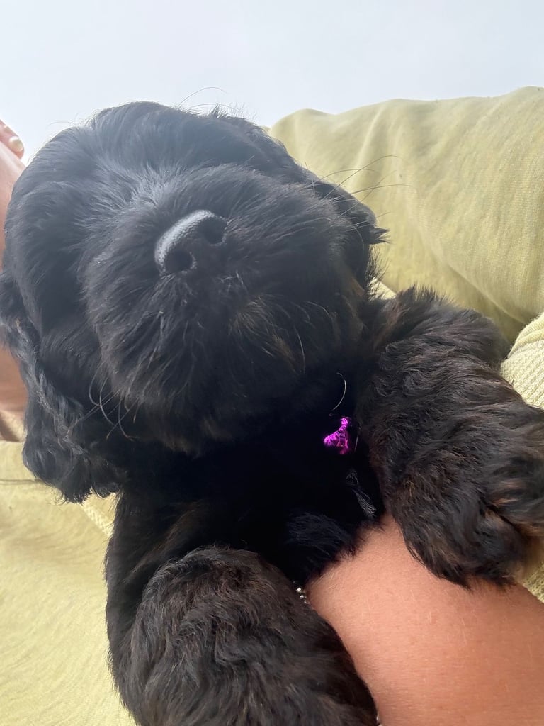 Cockapoo Girl Puppy F1 : 6weeks Old