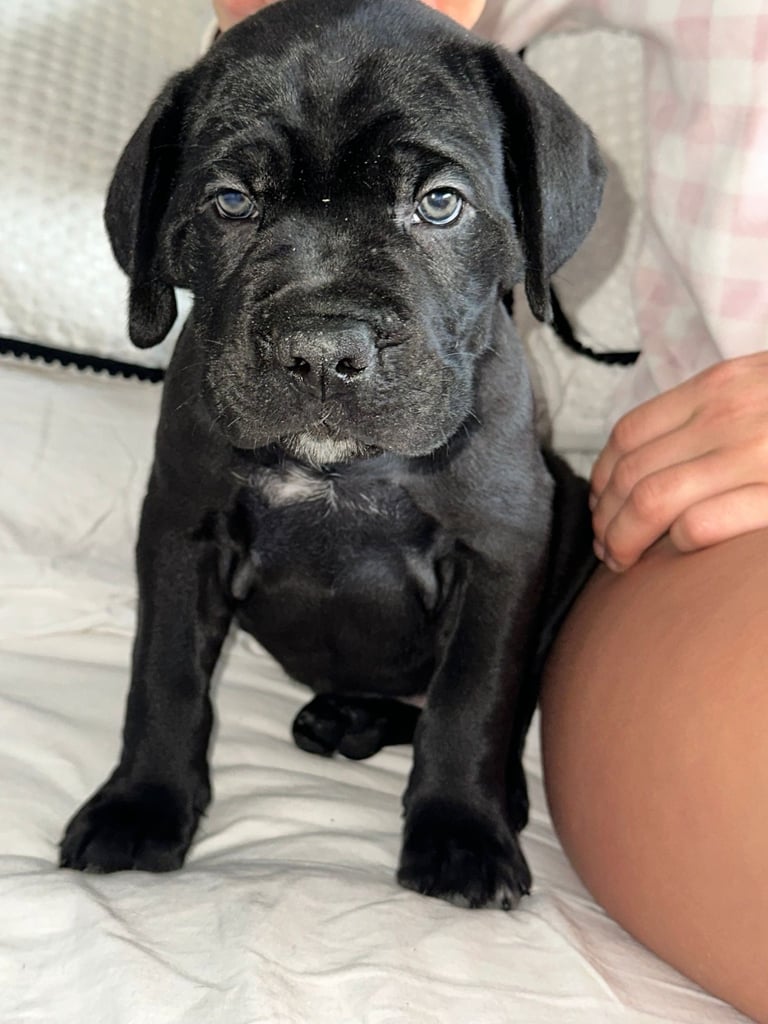 Lovely litter iccf registered cane corps pups 