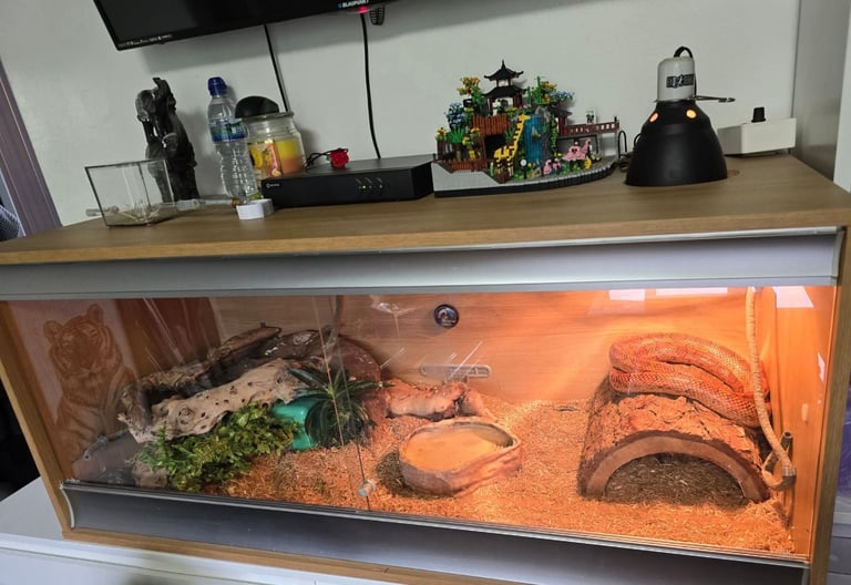 image for Corn snake