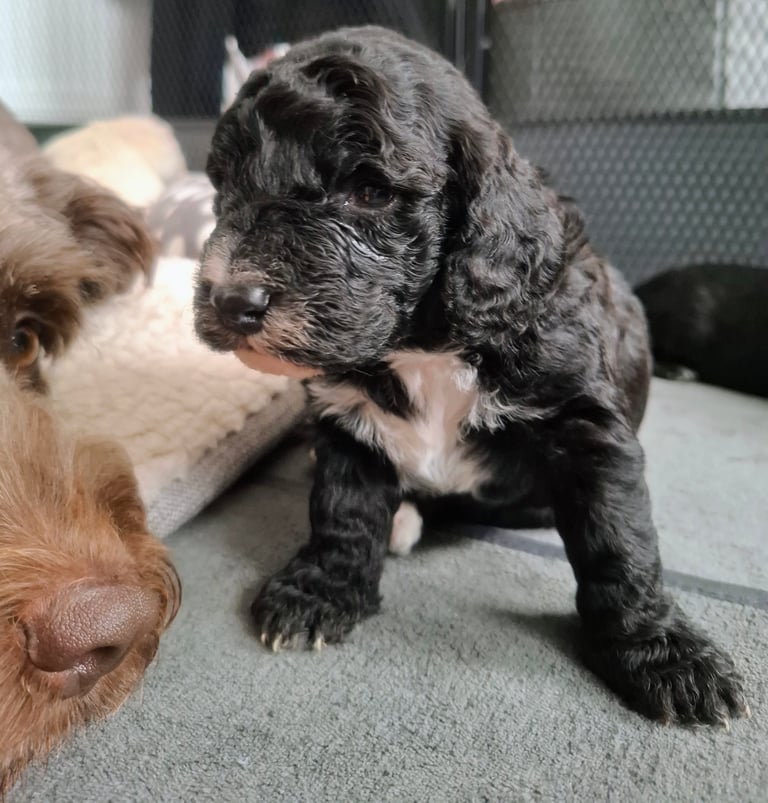 Stunning cockapoo puppies 