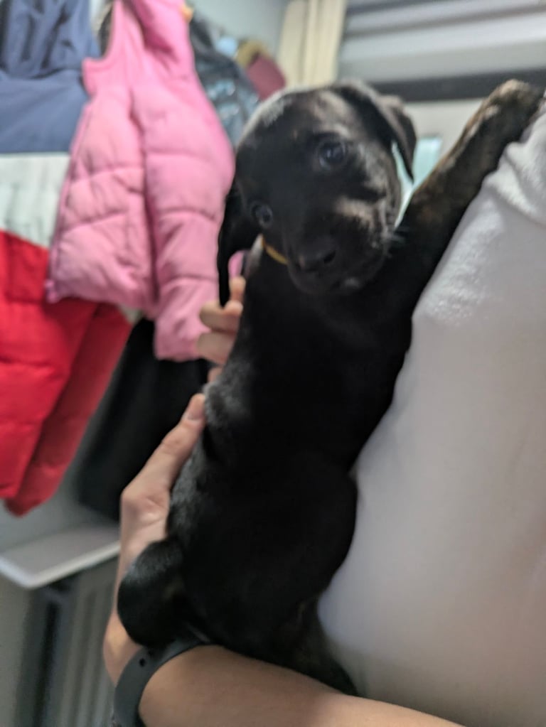 8 Springer, jack X staffy,whippet,saluki,bull greyhound puppies 