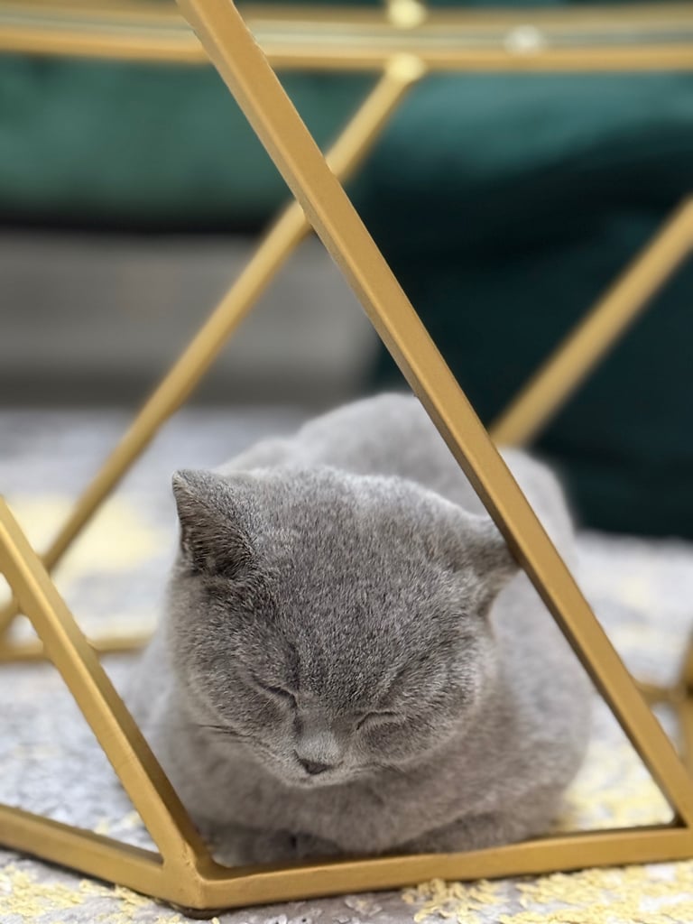 British Shorthair cat