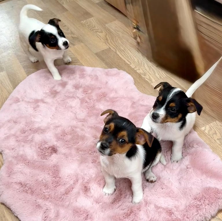 Traditional Miniature Jack Russell Puppies!