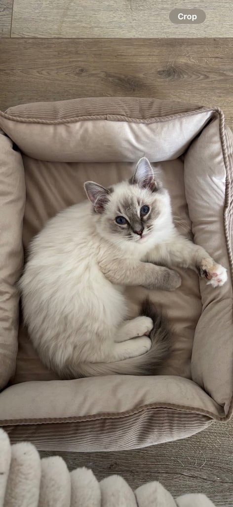 Ragdoll Cat Blue Eyes