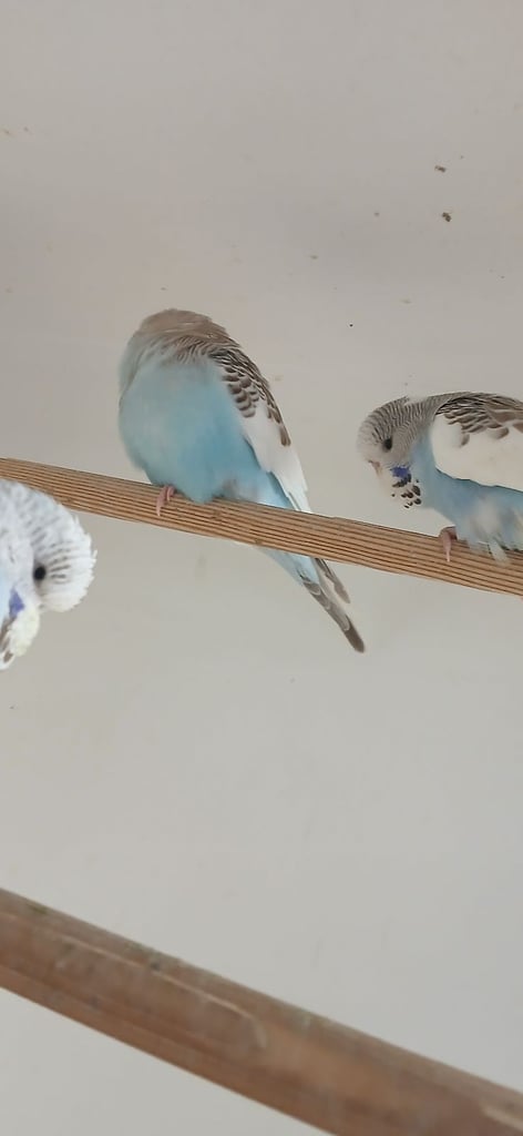 Baby Budgies and 7 mouth old Budgies