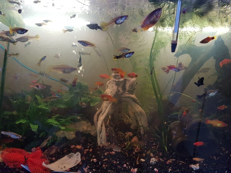 image for mix of 20 young  tropical fish guppies for £18  