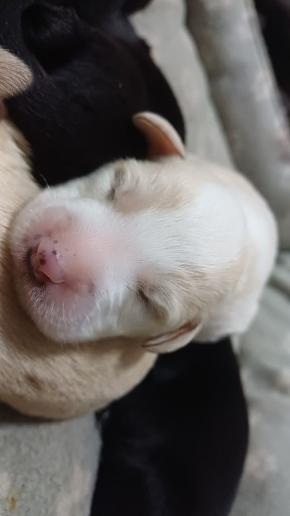 Lab x staffie pups 