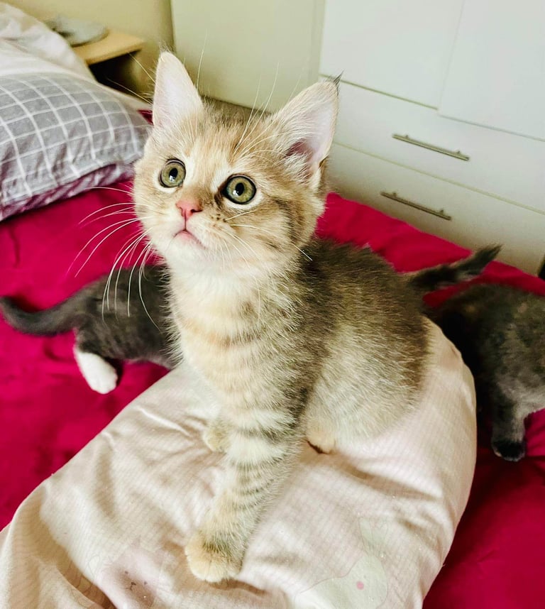 image for Mixed mainecoon 