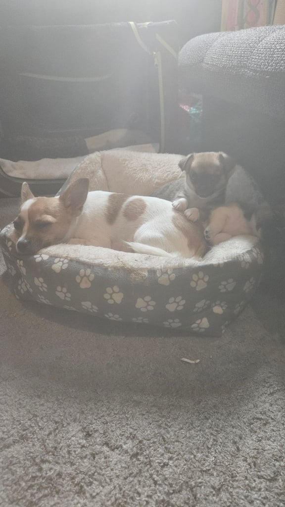 3/4 Chihuahua 1/4 Jack Russell Puppies for sale