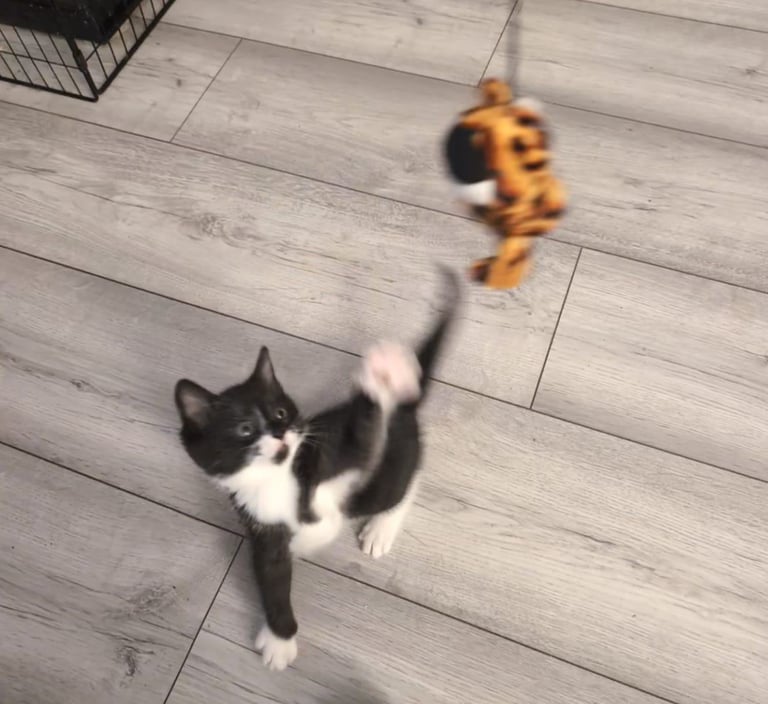 Kittens