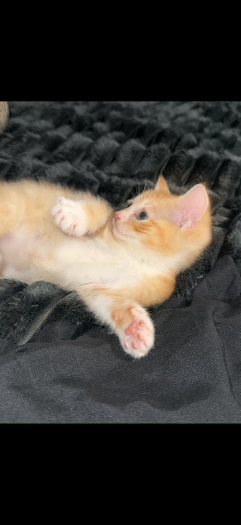 2kittens 1 boy fluffy one and a girl